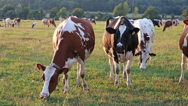Neben der Tiergesundheit untersucht das Projekt ReLait auch die Themen «Lebensqualität» und «Einkommen» der Bauernfamilien.