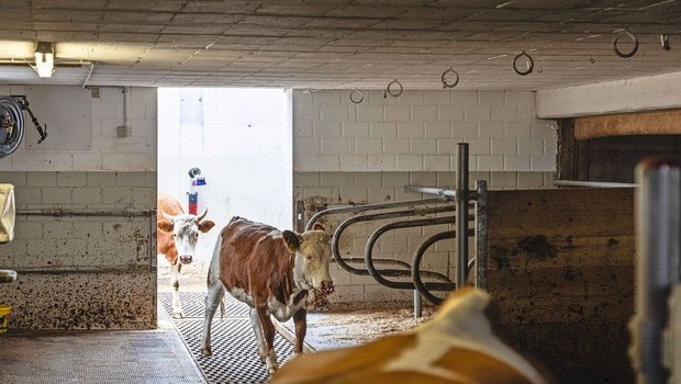 Der Laufstall ist mit einer Öffnung vom Laufhof her zugänglich.