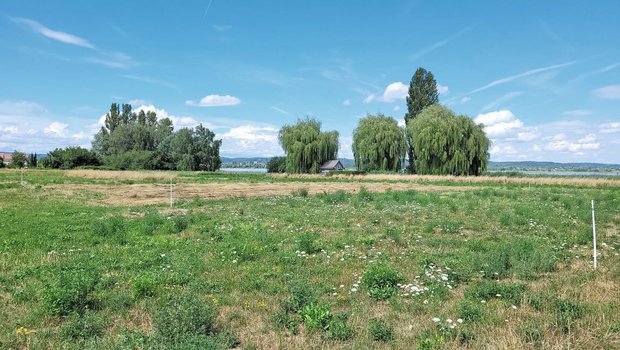 Versuchsstandort Ermatingen: Rechts wurde früh geschnitten (Fokusart: Fromental), links spät (Wiesen-Flockenblume).