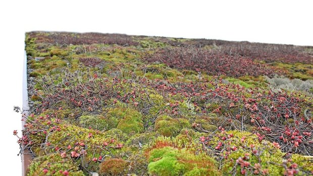 Das Dach des Legehennenstalls auf dem Biohof Engelsrütti in Läufelfingen BL wurde mit Sedumpflanzen begrünt.