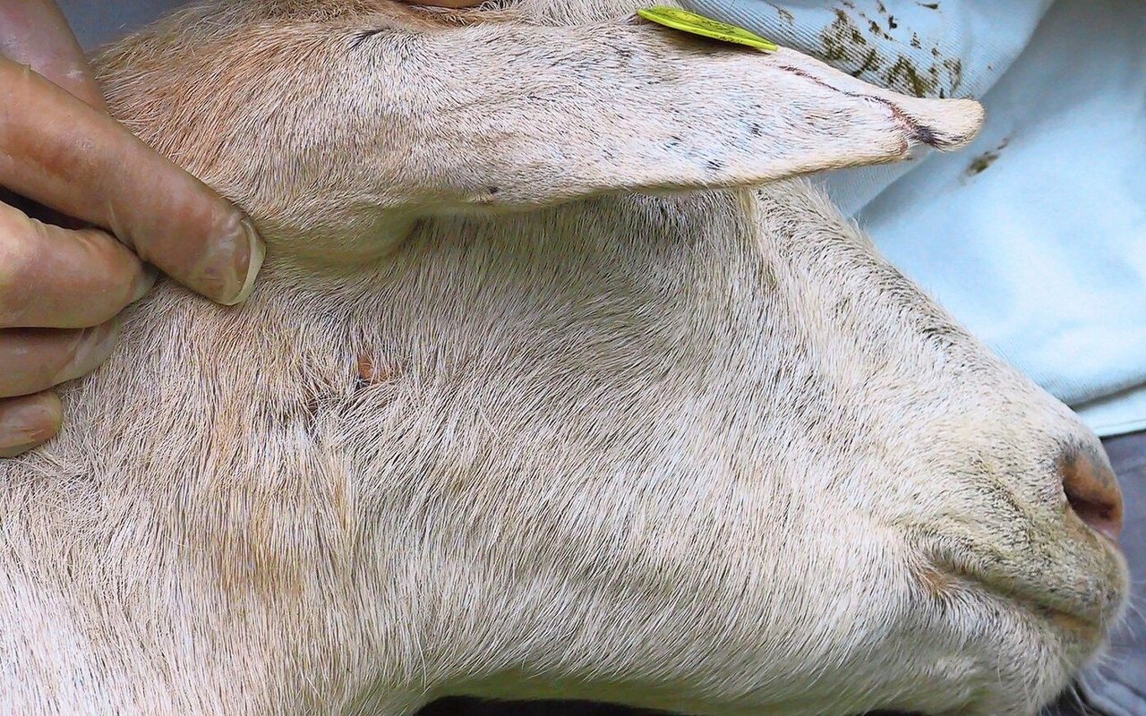 Narben in der Nähe der Lymphknoten deuten auf Pseudotuberkulose hin. Eine Blutuntersuchung schafft Klarheit.