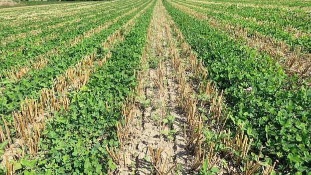 Stoppelfeld mit Untersaat