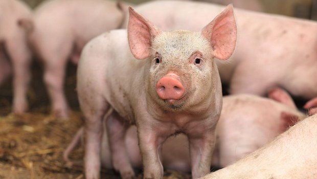 Der Erlösanteil der Zucht am Schlachtschweinepreis beträgt laut Vollkostenrechnung 40 Prozent. Die restlichen 60 Prozent gehen an die Mastbetriebe.