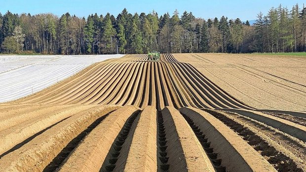 Die Kartoffeln konnten diesen Frühling durchgehend bei guten Bedingungen gepflanzt werden.