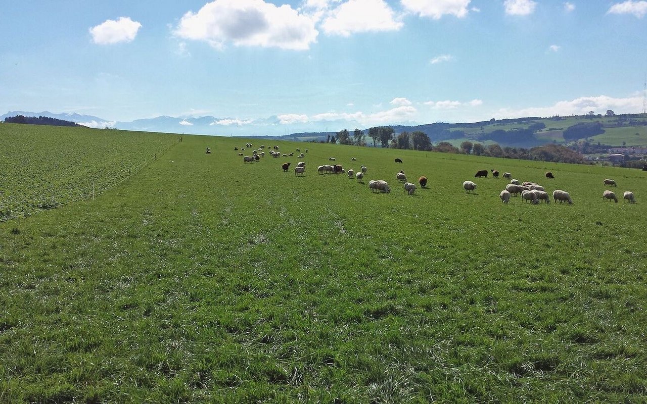 Auf einer Weide grasen Schafe in der Ferne.