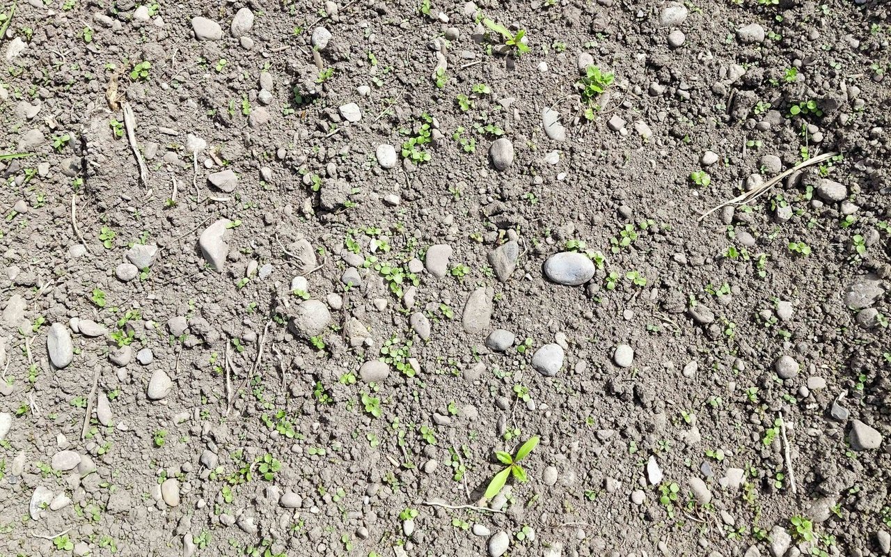Die Unkrautentwicklung im gepflügten Teil war deutlich stärker als in der Mulchsaat. Gekeimt sind vor allem Ehrenpreis und Taubnesseln.