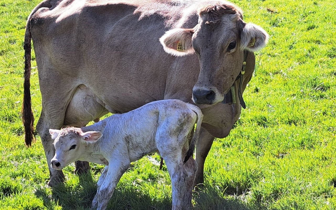 Ein durchdachtes Management ist wichtig, damit die Kuh und ihr Kalb wohlauf sind.