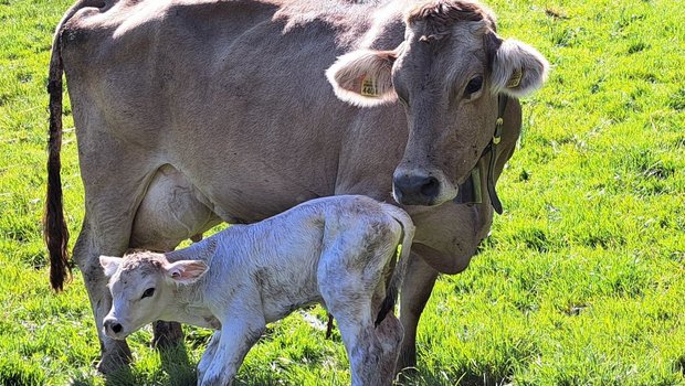 Ein durchdachtes Management ist wichtig, damit die Kuh und ihr Kalb wohlauf sind.