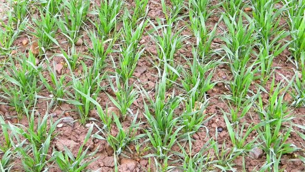 Mit der Blattanalyse können Nährstoffmängel aufgedeckt werden, noch bevor sie äusserlich sichtbar sind.Bild: Strickhof