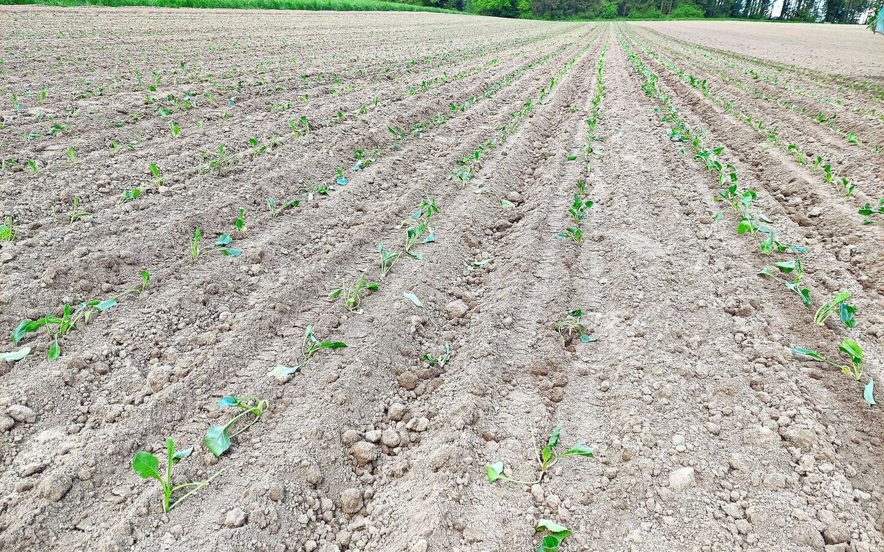 Die Zuckerrüben werden auf 22 bis 25 cm Abstand gesetzt. 