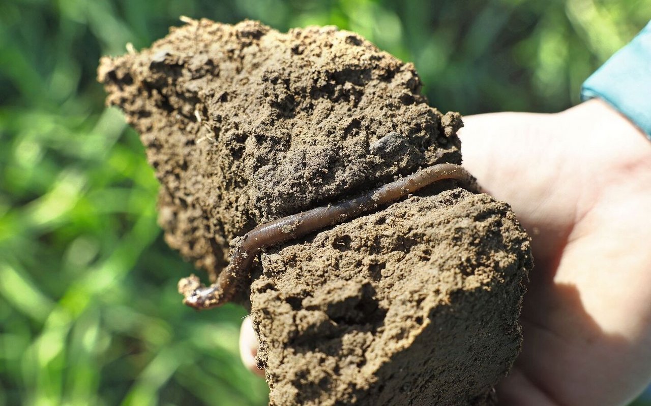 Prachtexemplare: Die Regenwürmer lockern den Boden auf. 