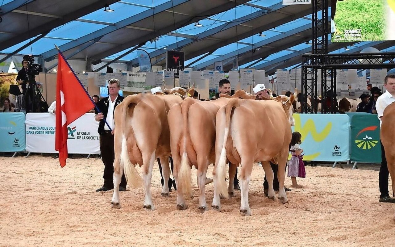 Der nationale Wettbewerb der Rasse Simmental vom 8. Oktober 2025 ist eines der Highlights am diesjährigen Sommet de l’élevage.