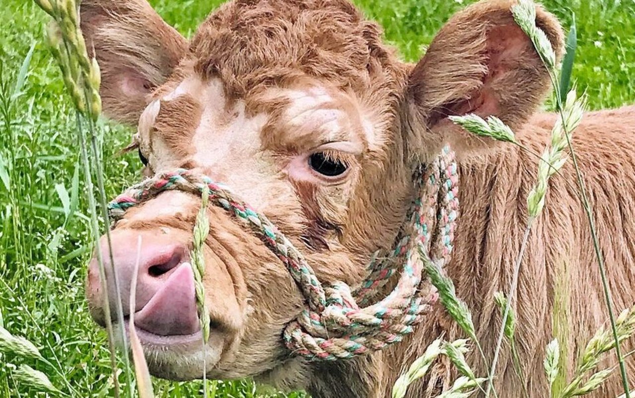 Ein Kalb mit Halfter um den Kopfsteht im hohen Gras. Am Kopf sind Hautveränderungen zu sehen.