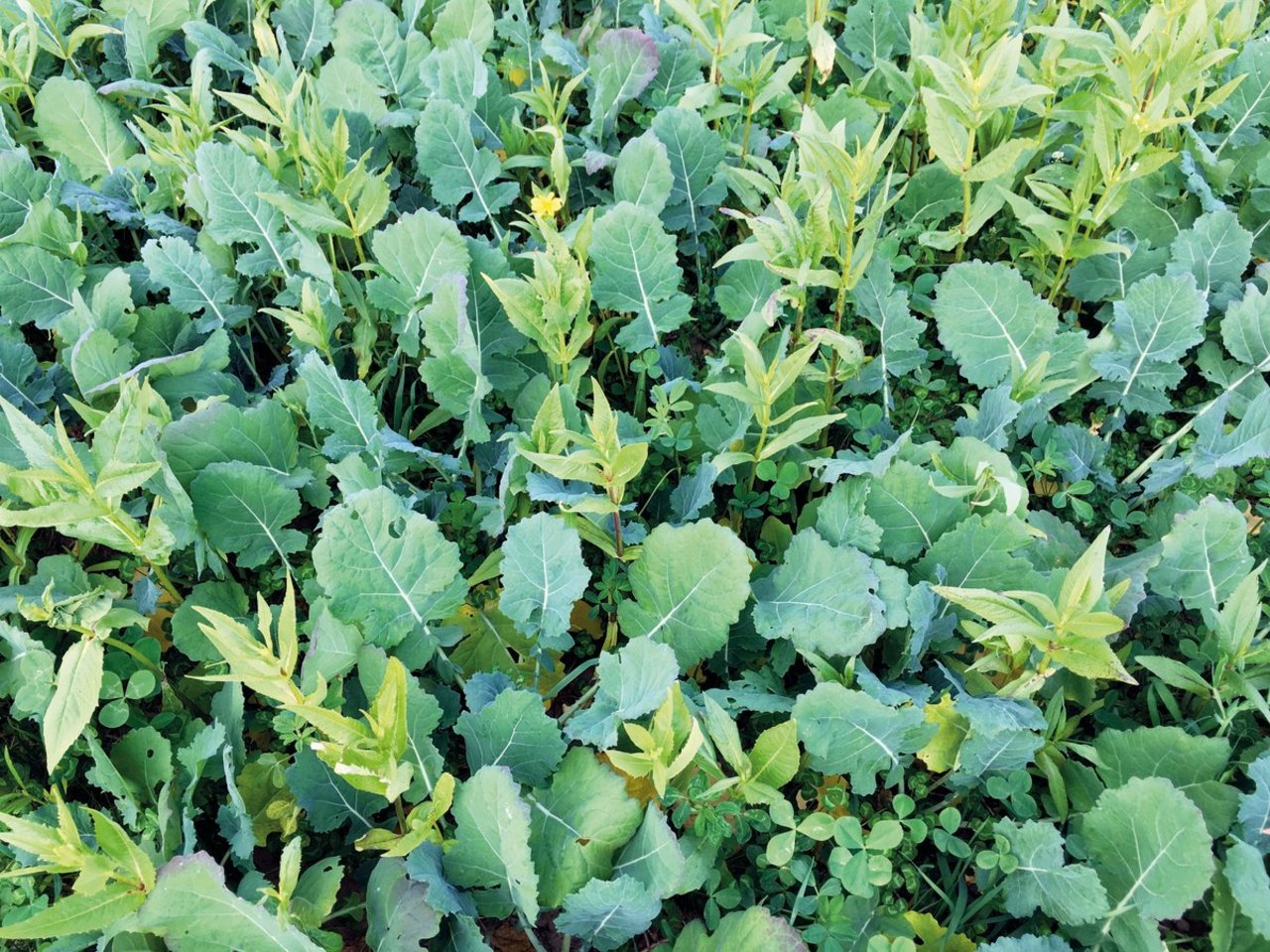 Primäres Ziel der Untersaat im Raps ist das Unterdrücken von Unkräutern. Die Untersaat hat aber weitere positive Nebeneffekte, zum Beispiel einen Ablenk-Effekt auf die Rapserdflöhe – der Schädling findet im Gemisch die Rapspflanzen weniger gut.