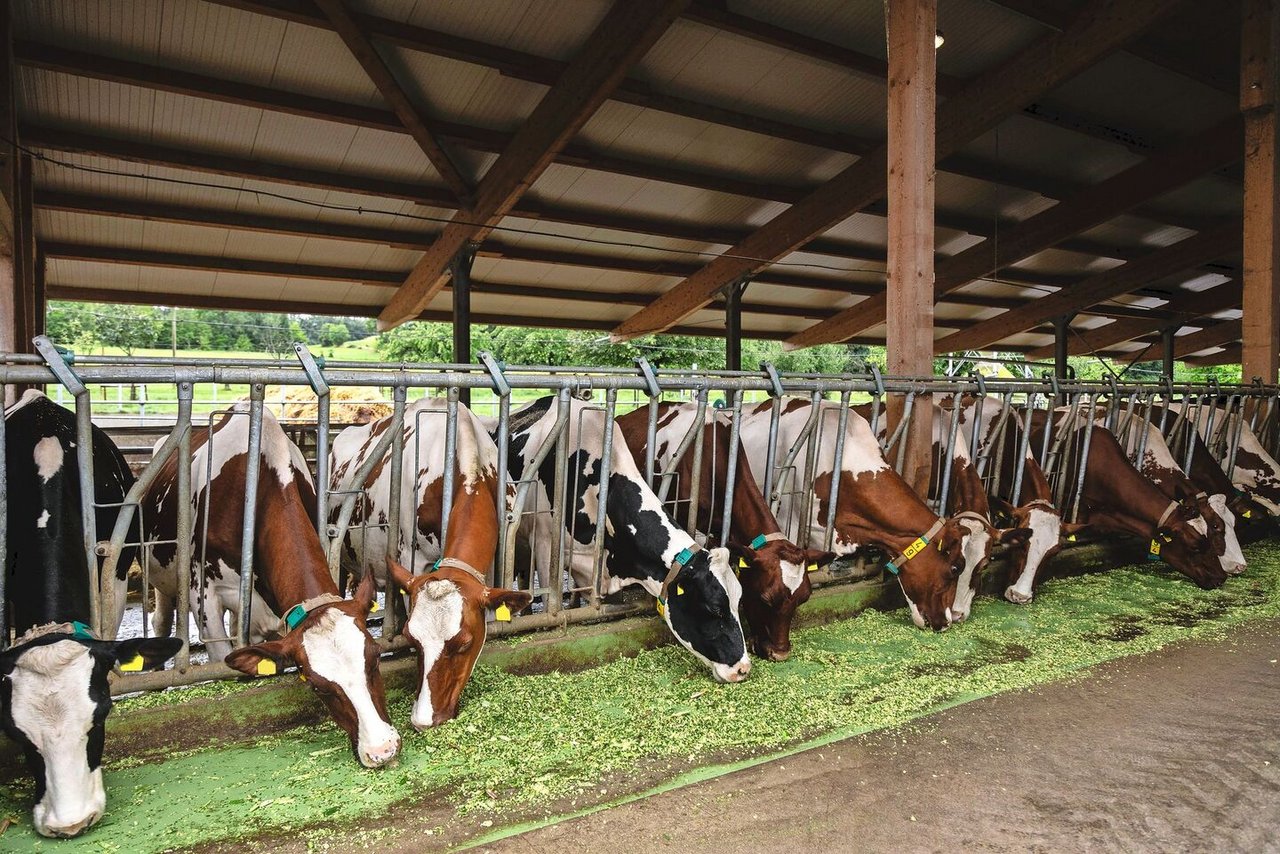 Milchwirtschaft ist der wichtigste Betriebszweig auf Anja Hodels Hof in Bösingen FR. Das soll auch in Zukunft so bleiben.