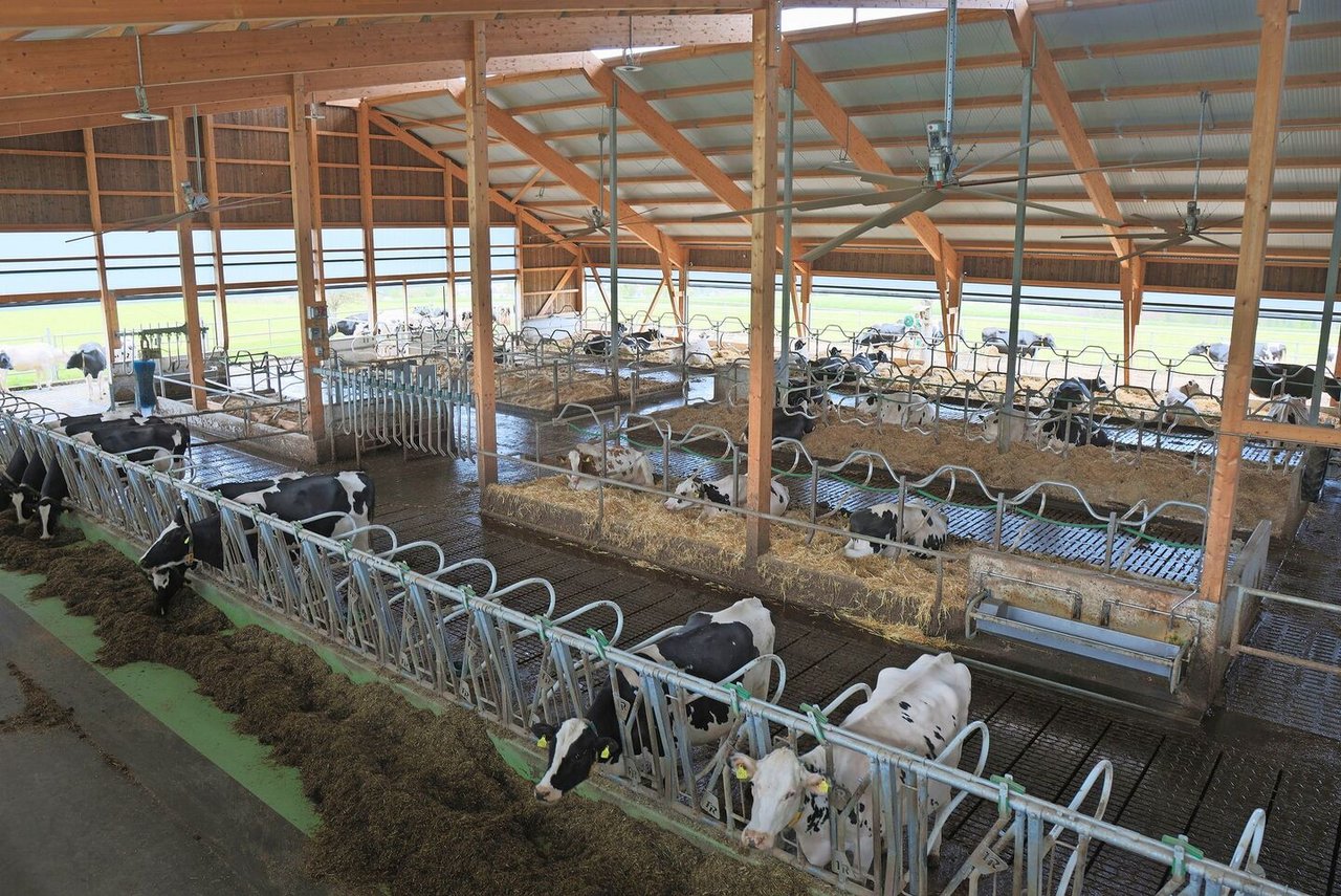 Vier Reihen Liegeboxen, eine lange Fressachse und für die Laufgänge angepasste Bodenbeläge: Christine und Kurt Huber haben viel überlegt beim Bau ihres Stalls.