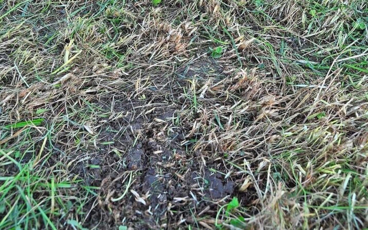 Bei einem zu tiefen Schnitt gelangt mehr Erde durch Mäusehaufen ins Futter. Eine Sanierung des Bestandes kann nach dem ersten Schnitt durchgeführt werden.