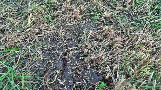 Bei einem zu tiefen Schnitt gelangt mehr Erde durch Mäusehaufen ins Futter. Eine Sanierung des Bestandes kann nach dem ersten Schnitt durchgeführt werden.