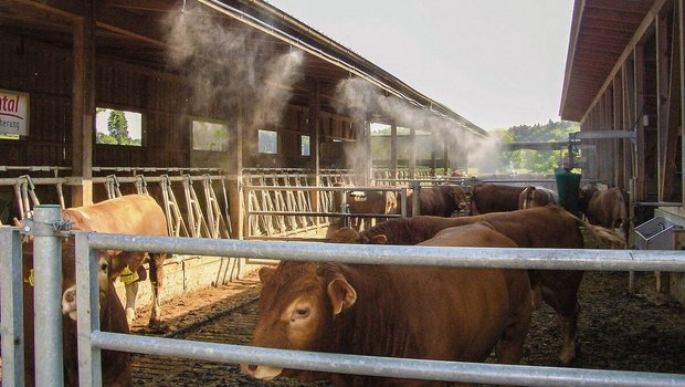 Mastrinder stehen im Laufhof und lassen sich von der Vernebelungsanlage berieseln.