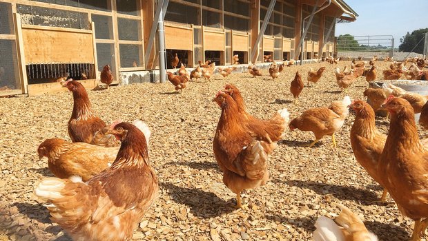 Holzschnitzel sind ein beliebtes Einstreumaterial im Schlechtwetterauslauf. Wichtig ist, dass die Hühner gut darin scharren können. Bild: C. Henchoz