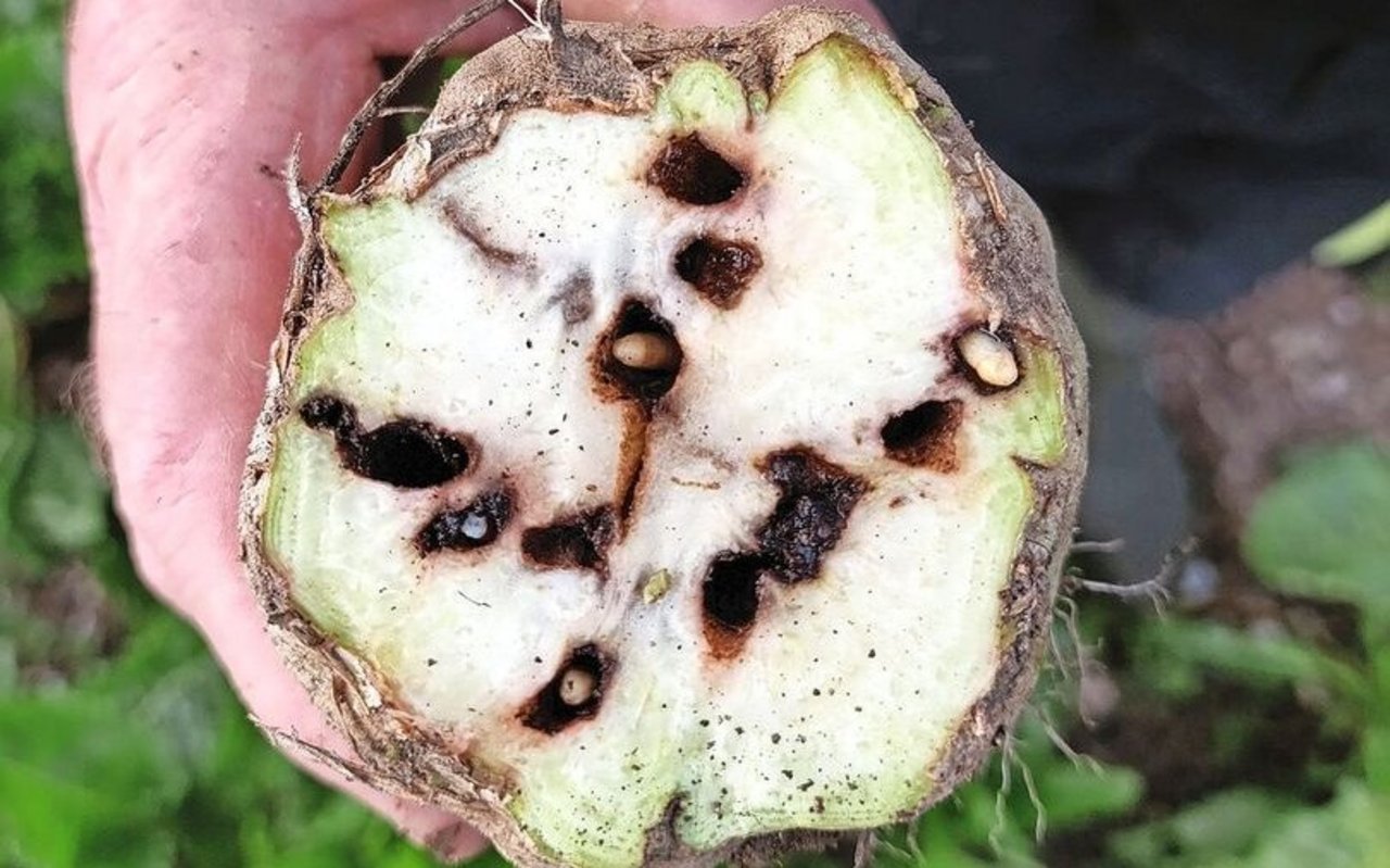 Der Rübenrüssler bohrte sich bereits in den Rübenkopf ein. 