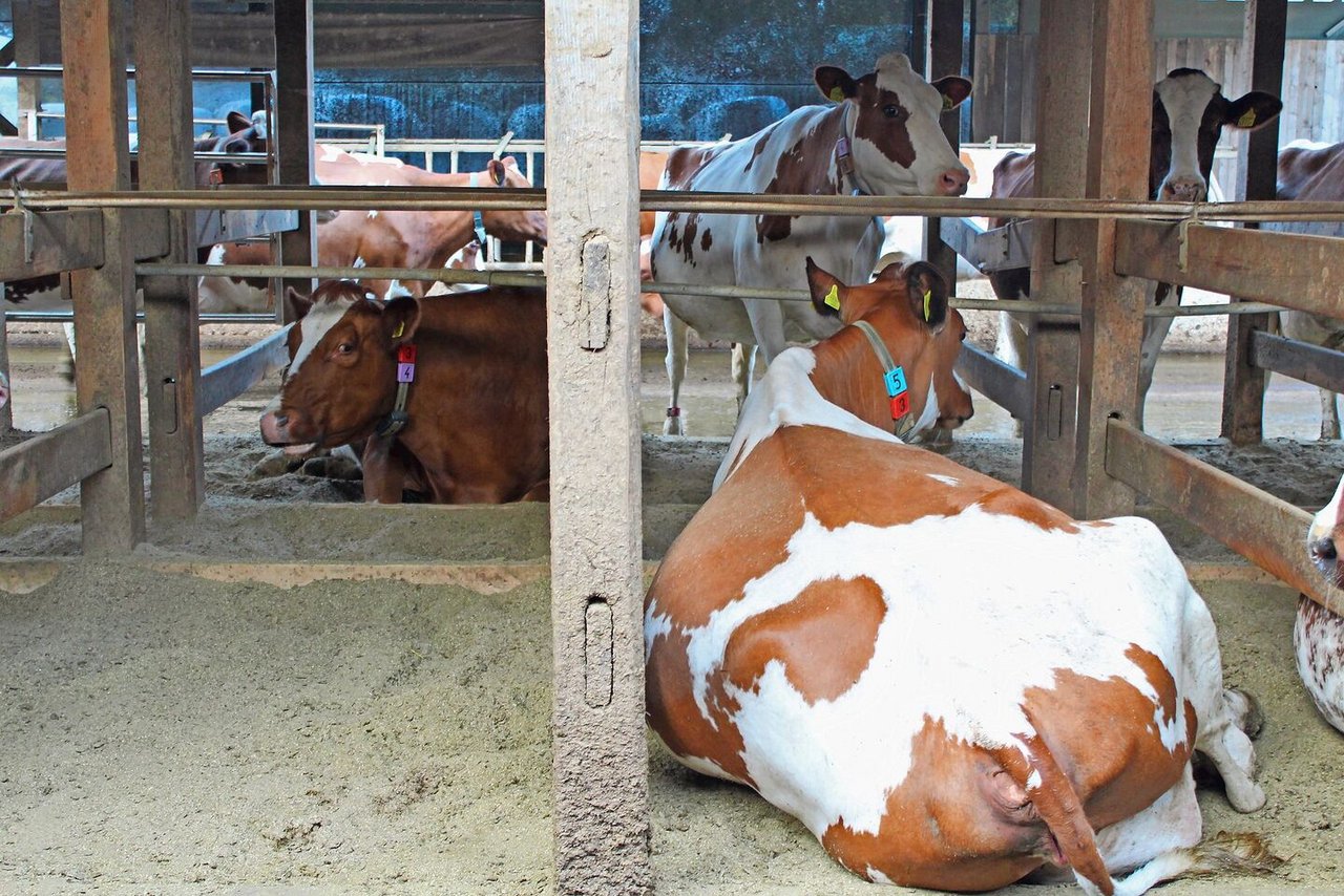 In den Boxen werden die Strohpellets durch Druck und Feuchtigkeit schnell zu einer weichen Oberfläche, auf der die Kühe gerne liegen. 