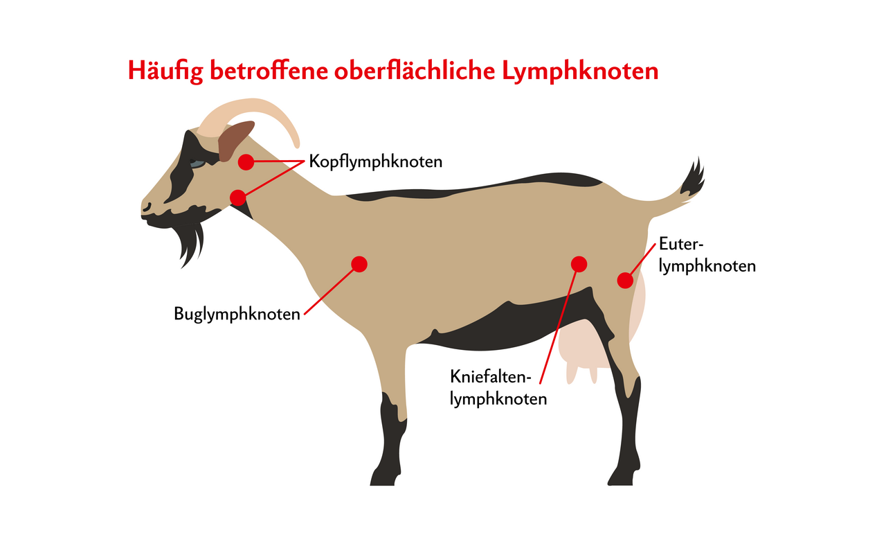 Bei Ziegen sind häufig nur einzelne oberflächliche Lymphknoten durch Pseudotuberkulose sichtbar verändert.