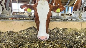 Eine effiziente Fütterung hat einen direkten Einfluss auf den Treibhausgas-Ausstoss.