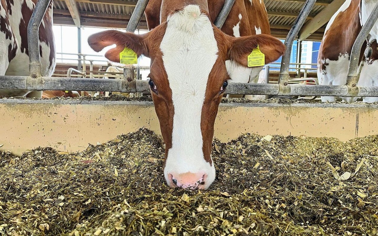 Eine effiziente Fütterung hat einen direkten Einfluss auf den Treibhausgas-Ausstoss.