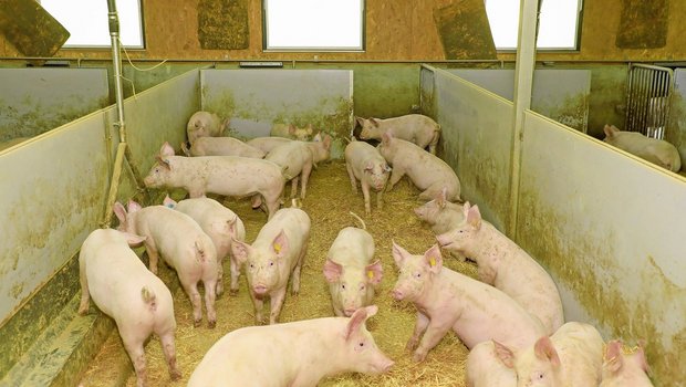 Wer seinen Mastbetrieb noch nicht auf stickstoffreduzierte Phasenfütterung umgestellt hat, sollte dies möglichst bald machen, um noch Beiträge zu erhalten.