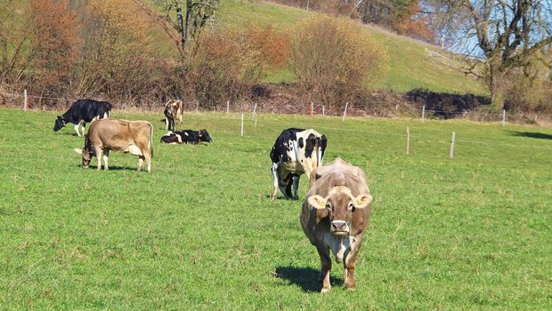 Eine zeitige Frühlingsweide bewegt die erwünschten Weidegräser dazu, die Bestockung zu intensivieren.