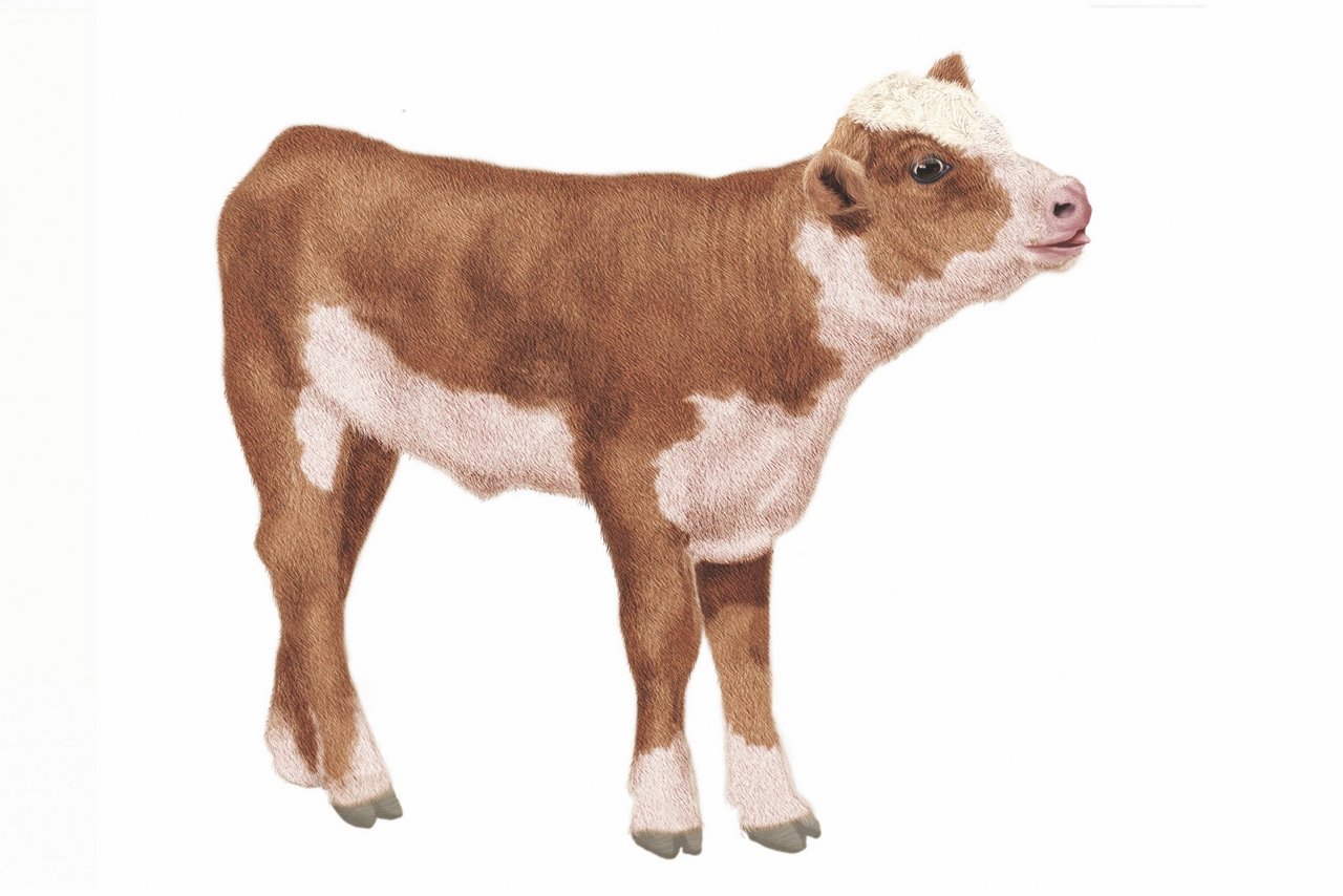 Ein Kälbchen, gezeichnet.