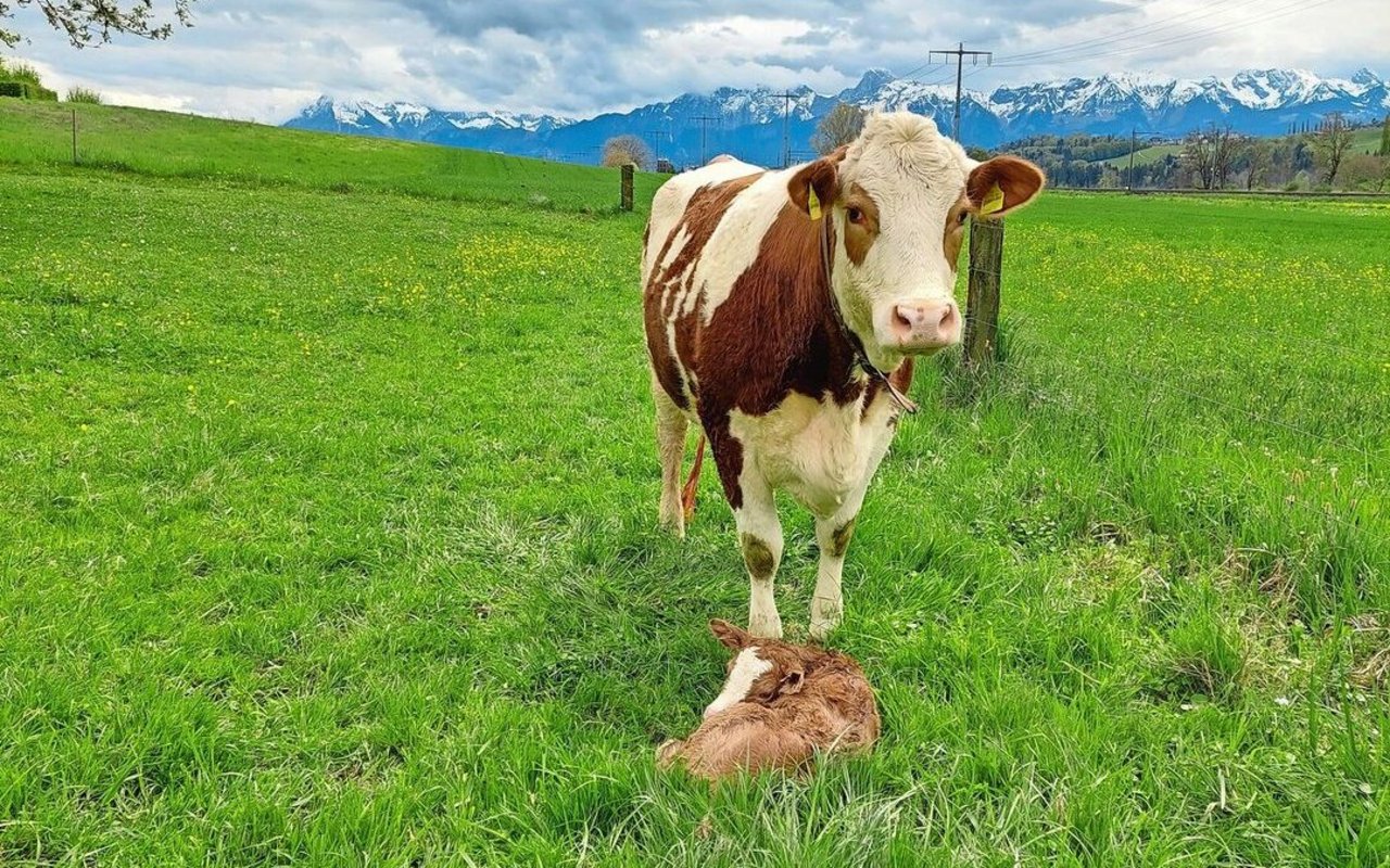 Neugeborene Kälber sind besonders anfällig und können sich über Nase, Maul und Nabel mit unzähligen Erregern infizieren. 