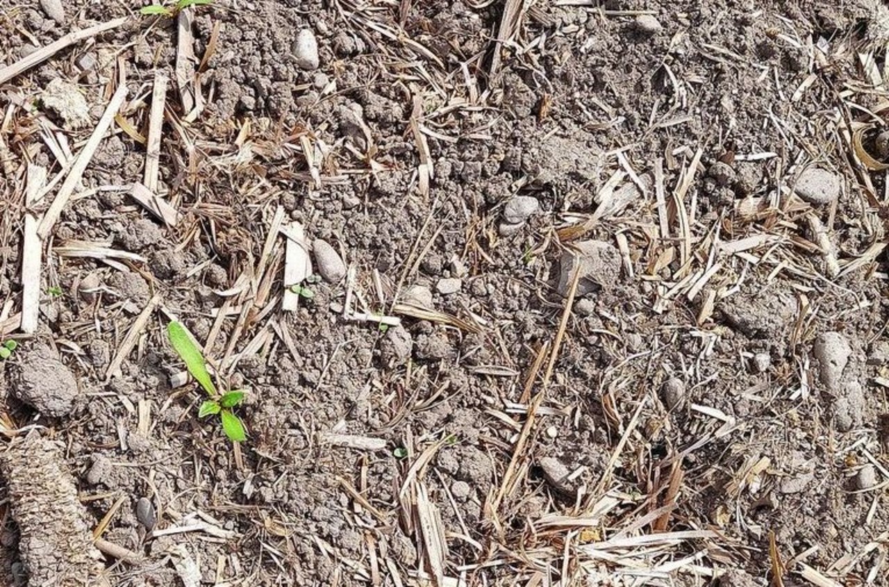 Bei der Mulchsaat war der Unkrautdruck geringer. Möglicherweise wegen der vorgängigen Behandlung mit Glyphosat und der oberflächig liegengebliebenen Erntereste. 