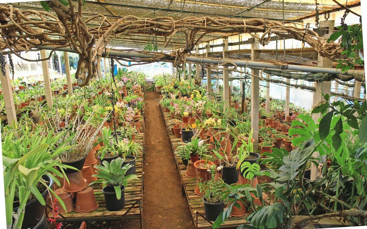 Im Orchideengarten «Quinta da Boa Vista» wachsen 2000 gekreuzte und 200 natürliche Orchideenarten. 