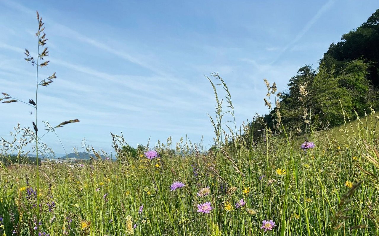 In extensiv genutzten Wiesen in BFF kommen über ein Drittel mehr Tagfalterarten vor als im übrigen Grünland. 