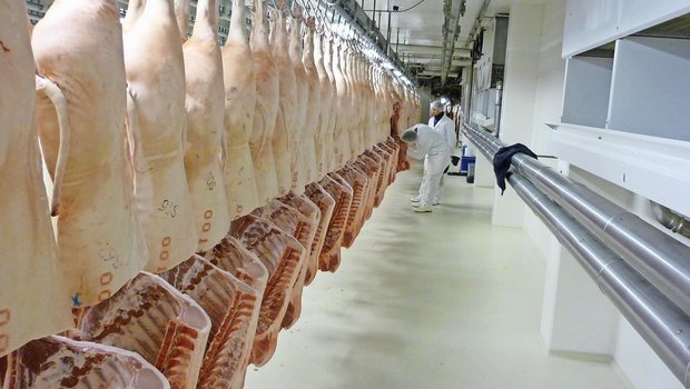 Der Aufwand für das systematische Wiegen der Tiere zahlt sich durch geringere Abzüge deutlich aus