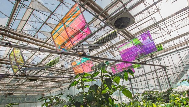 Auf dem Gelände von Agroscope in Conthey VS wird ein System getestet, welches  das gesamte Lichtspektrum nutzt.