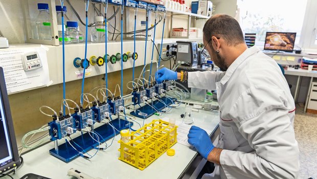 Agroscope-Forschende untersuchten die Auswirkungen des Verfütterns von «Former Food Products» (FFP) auf Schweine.