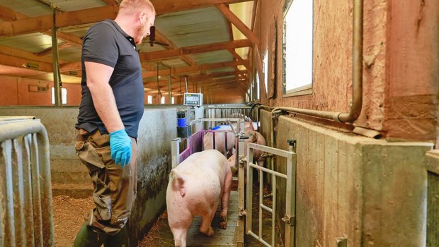 Landwirt Silvan Vogel wiegt seine Mastschweine mithilfe einer geeichten Einzeltierwaage, welche er im Treibgang platziert.