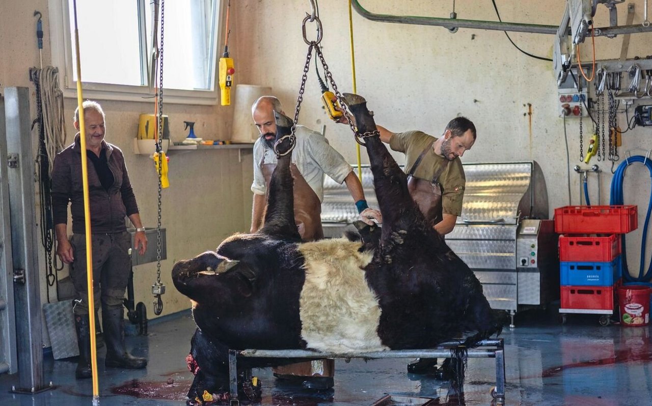 Exakt 18 Minuten nach der Betäubung auf dem Hof Farnsburg sind die Tiere von Markus Dettwiler im Schlachthaus.