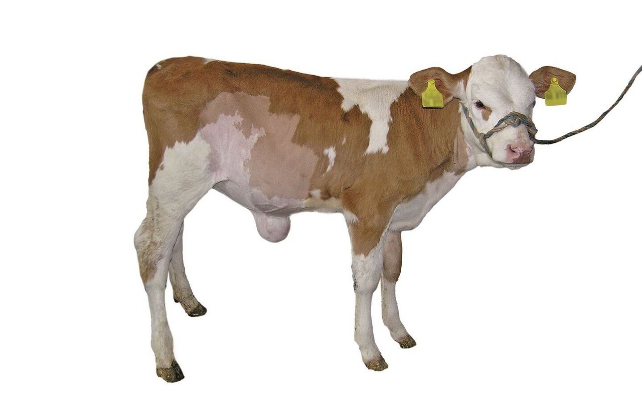 Ein Kalb mit einem stark entzündeten Nabel vor der Operation.