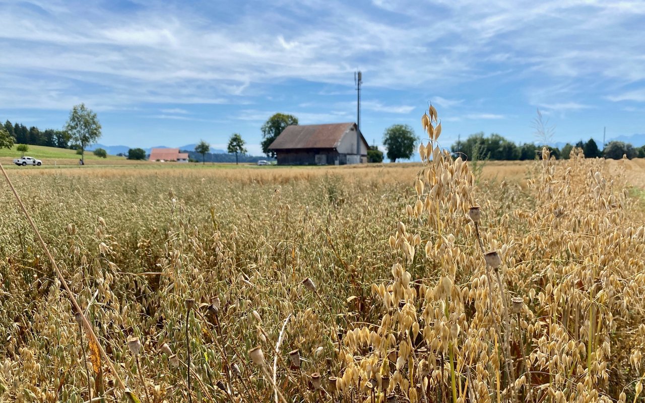 Bauernhof der Jucker Farm AG bei Mönchaltorf ZH.