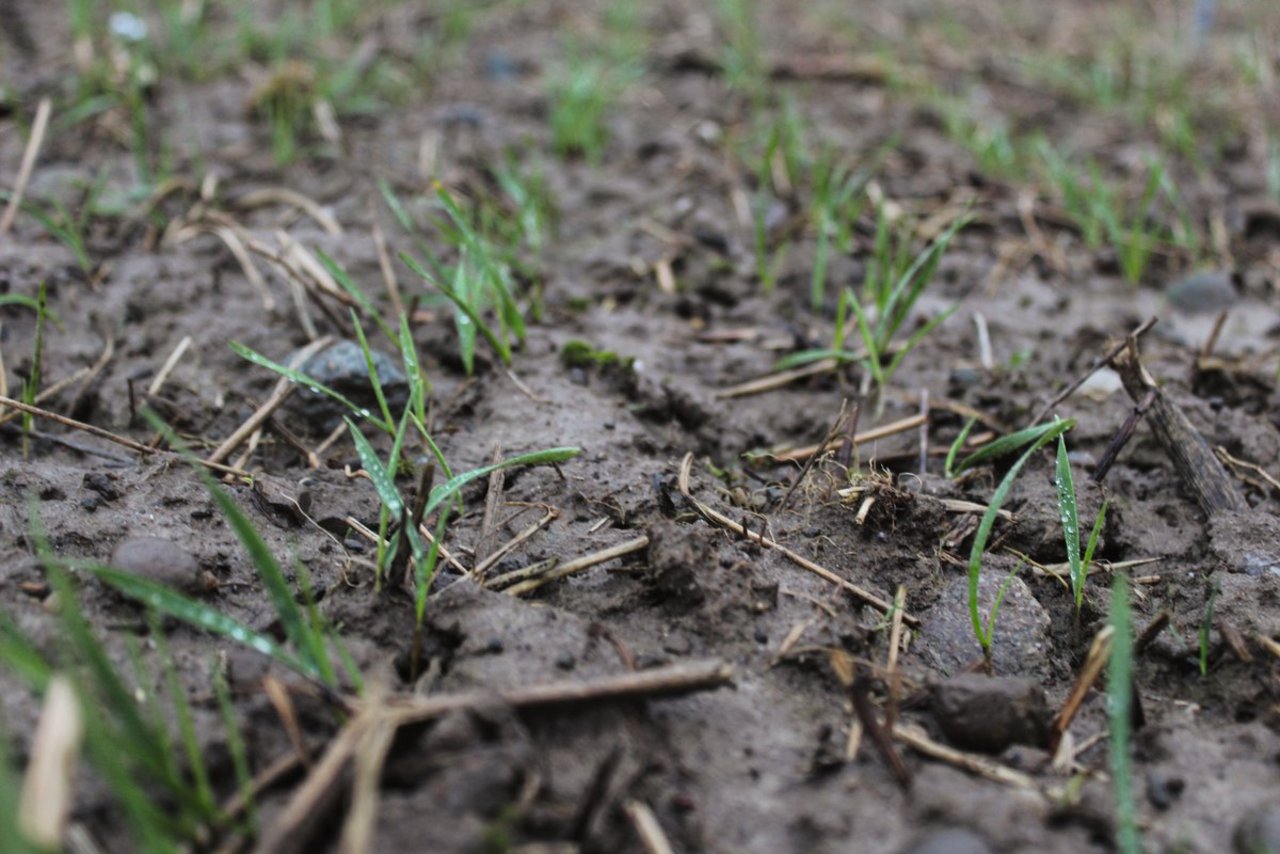 Der am 24. November gesäte Winterweizen ist trotz Spätsaat regelmässig aufgelaufen. Bild: Hans Ramseier