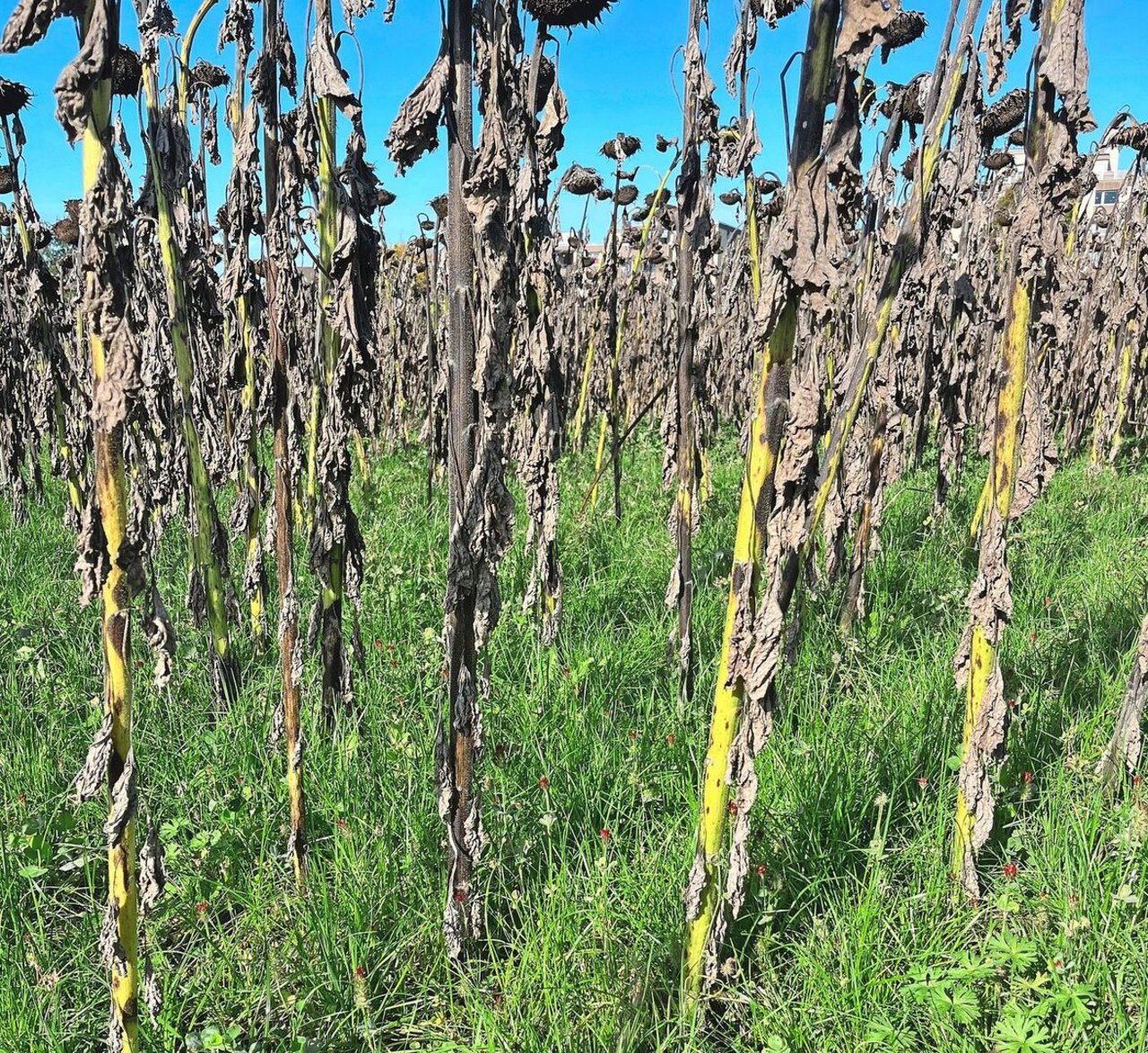 Eine gut entwickelte Untersaat mit Englischem Raigras, Gelbklee und Inkarnatklee unterdrückt die Spätverunkrautung.Bild: Carol Tanner