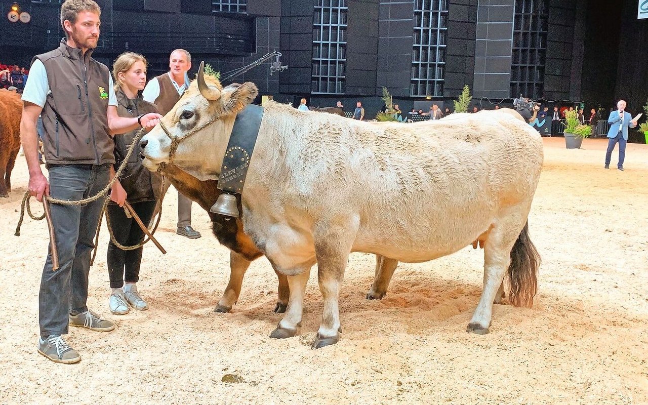 Auch 2024 sind Aubrac-Rinder in Vorführungen (1., 2. und 4. Oktober, Hall 3) und in einer Schau (3. Oktober, Zénith) zu bewundern. 