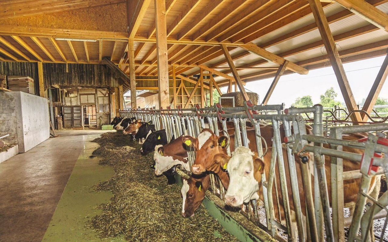 Entlang der Fressachse wurden vier Bereiche für je zehn Tiere eingerichtet.