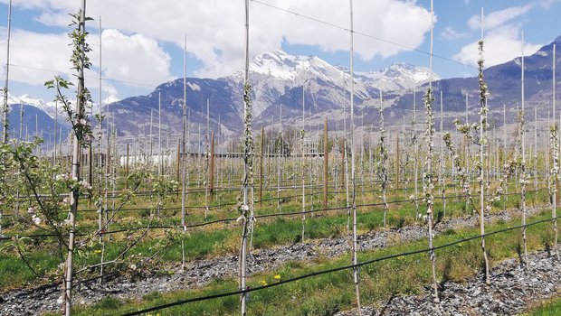 Alte Apfelsorten sind mit ihren verschiedenen Geschmäckern, Farben und Formen ein wertvolles Reservoir an genetischer Vielfalt. Bild: Laura Kuonen