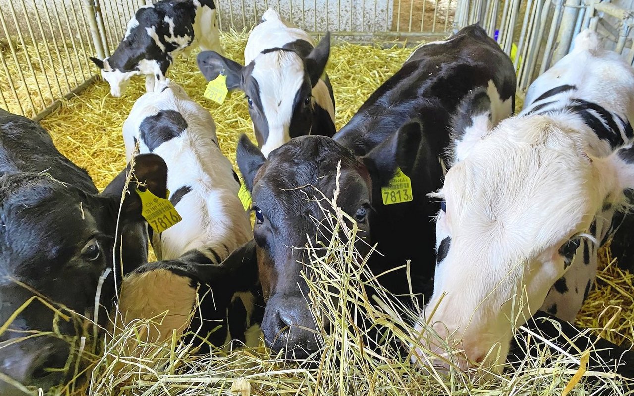Steht Kälbern bereits früh Trockenfutter zur Verfügung, ist dies unter anderem vorteilhaft für die Pansenentwicklung.