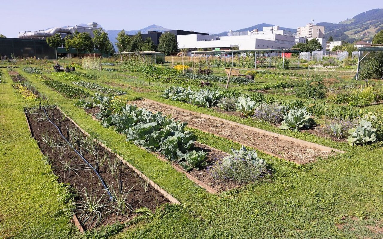 In  rund 200 Beete produzieren Eveline Dudda, Fabia Steiner und ein Praktikant Gemüse und mehr für die Cafeteria der Zünd Systemtechnik AG.
